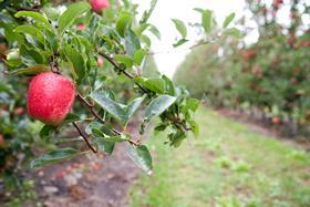 NZ Royal Gala Galaxy high colour apple on branch in orchard