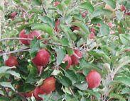 Cameo apples on tree