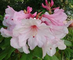 Millais launches new rhododendron