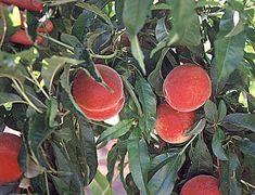 Spanish stonefruit crops have been threatened by the weather