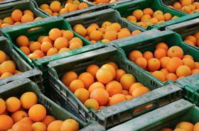 Spain oranges containers