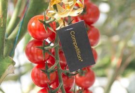 NL Competition cherry tomato