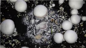 Cobweb mould mushrooms