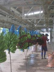 Banana sector enjoys positive summer spree