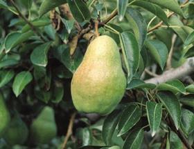 Northwest pears