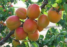 The trio can now grow and market Honeycot