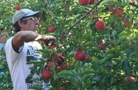 Seasonal apple pickers