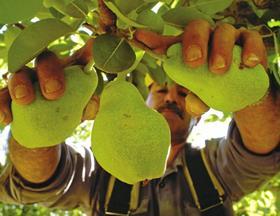 Pears