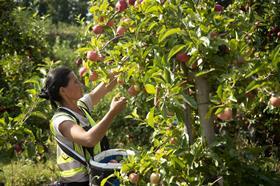 British apple harvest CREDIT Rod Kirkpatrick