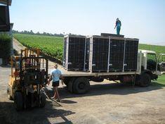 First grapes being transported as part of the new project