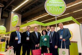 Premium European kiwifruit