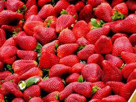 strawberry free use