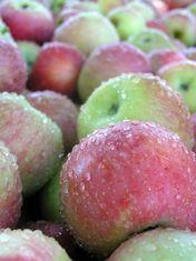 Unstable weather halts Irish apple production