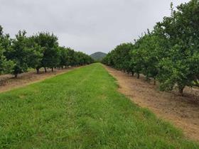 Red Rich citrus orchard