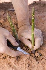 British asparagus growers prosper as consumers sing praises of prized vegetable at start of season