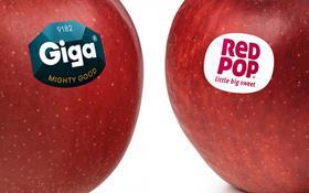 Giga and RedPop