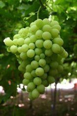 Grapes struggle in two tiers