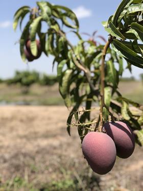 NMBP Mango Variety