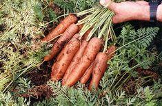 Carrots emerge fit for summer