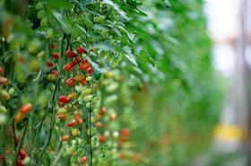 Prominent Qualiprim tomatoes Morocco