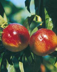 Nectarines in Romagna have been affected