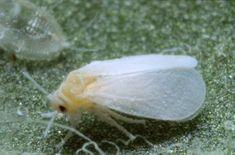 Whitefly is one of the pests Spruzit works against