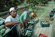 Fairtrade mango-growers