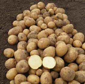 Arsenal Potato