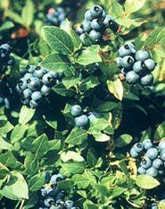 Blueberries could hold diabetes key