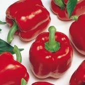 Seminis red pepper