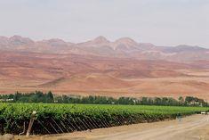 Namibia currently relies on the EU for a large percentage of its grape exports