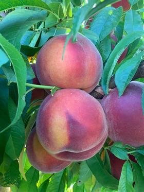 InAndOut stonefruit peaches
