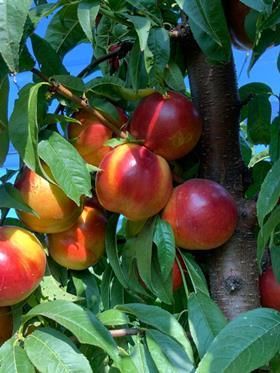 InAndOut stonefruit nectarines