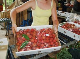 AU Australia lychees in box lichee litchi