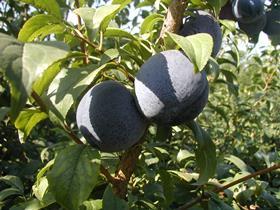 InAndOut stonefruit plums