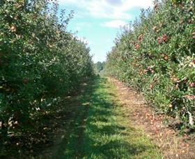 Brazilian apple orchard