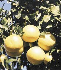 South African grapefruit