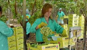 Agricoper grapes harvesting