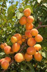 Apricots bucked the Spanish trend