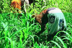 Kenyan horticulture industry gets auditing assistance