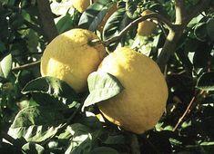 Lemon market awaits Turkey