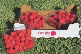 Onubafruit raspberries