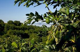 New Zealand avocados