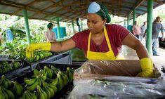 A Fairtrade banana farmer, Dominican Republic