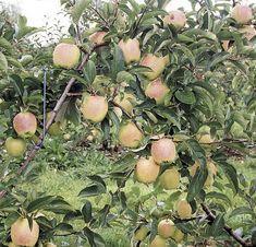 French apple growers in early harvest