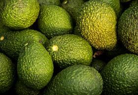 Georgia sets up first commercial avocado farm | Article | Fruitnet