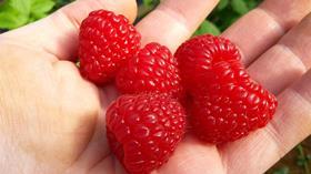 BerryWorld raspberries