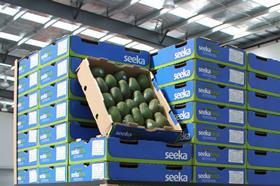 NZ Seeka avocado