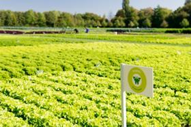 Rijk Zwaan organic field