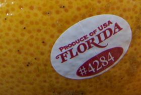 US Florida grapefruit